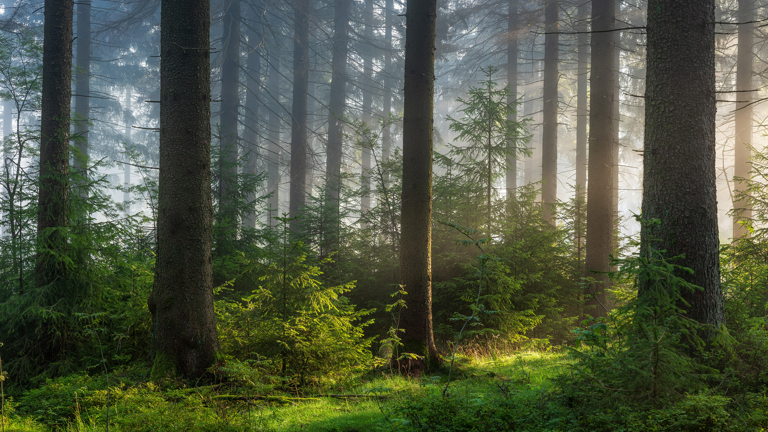 Lits gigognes durables Le Lit Gigogne - Engagement environnemental